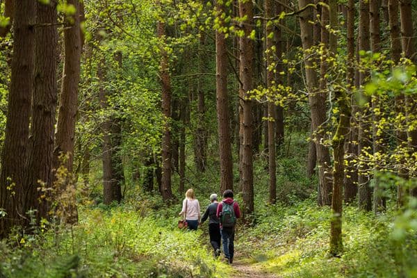 Wild Food UK